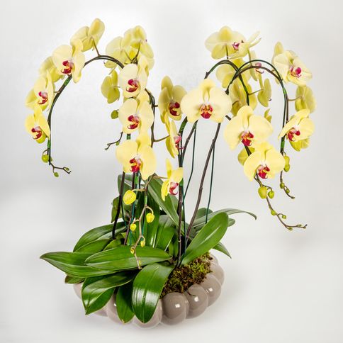 Arranjo em vaso de cerâmica fendi com orquídeas phalaenopsis cascata -  tetecastanha