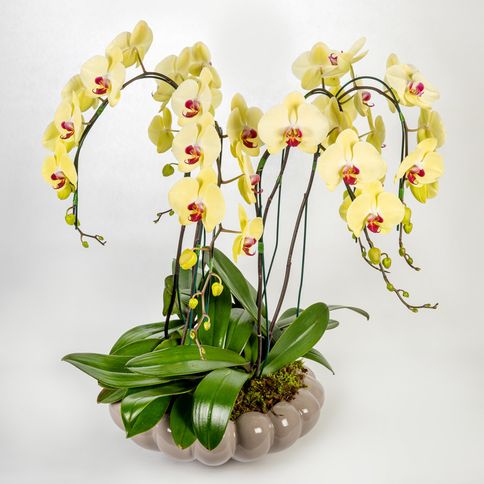 Arranjo-em-vaso-de-ceramica-fendi-com-orquideas-phalaenopsis-cascata--3-