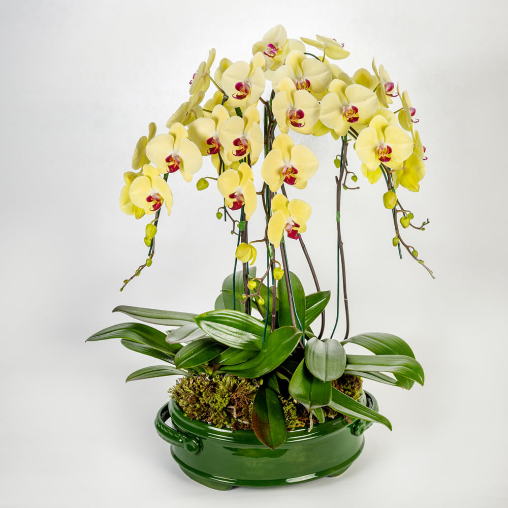 Arranjo em vaso de cerâmica verde com orquídeas phalaenopsis cascata -  tetecastanha