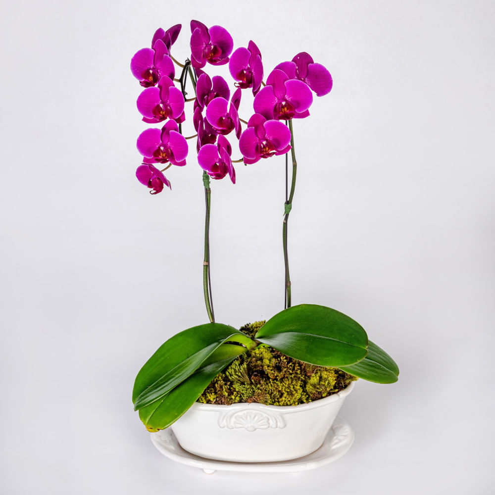 Arranjo em vaso com orquídeas phalaenopsis cascata - tetecastanha