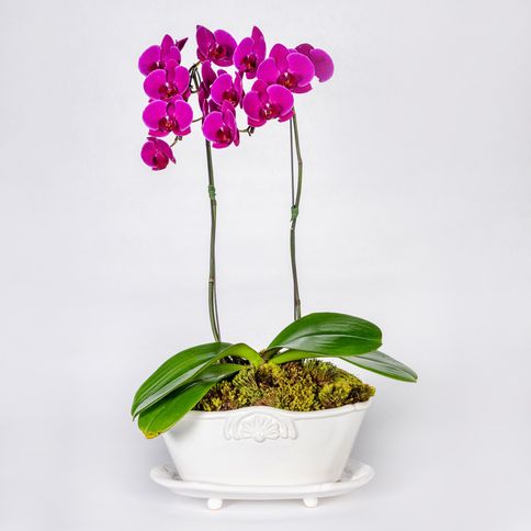 Arranjo-em-vaso-com-orquideas-phalaenopsis-cascata--2-