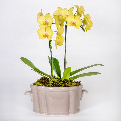 Arranjo-em-vaso-de-ceramica-com-orquideas-phalaenopsis-cascata--2-