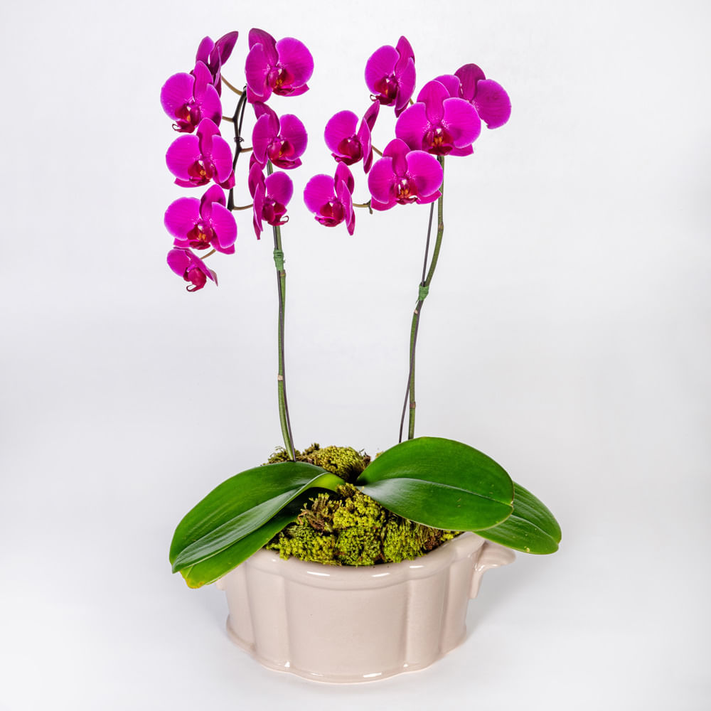 Arranjo em vaso de cerâmica com orquídeas phalaenopsis cascata pink -  tetecastanha