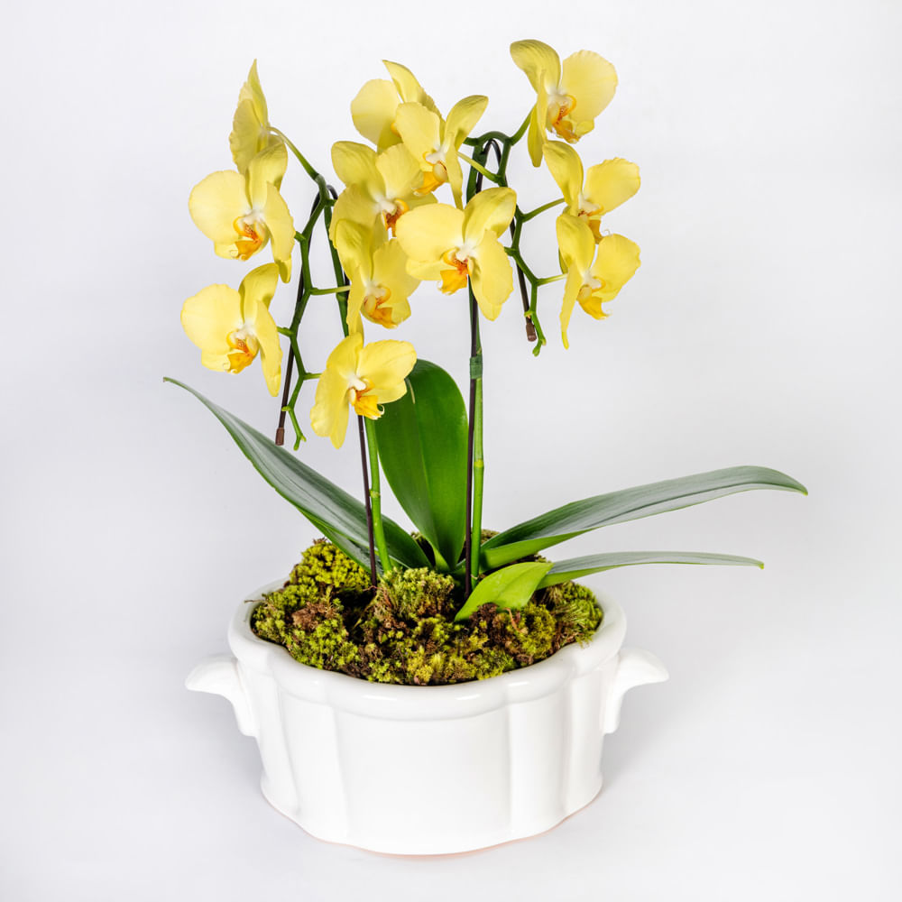 Arranjo com orquídeas amarelas em vaso floreira inglesa branca -  tetecastanha