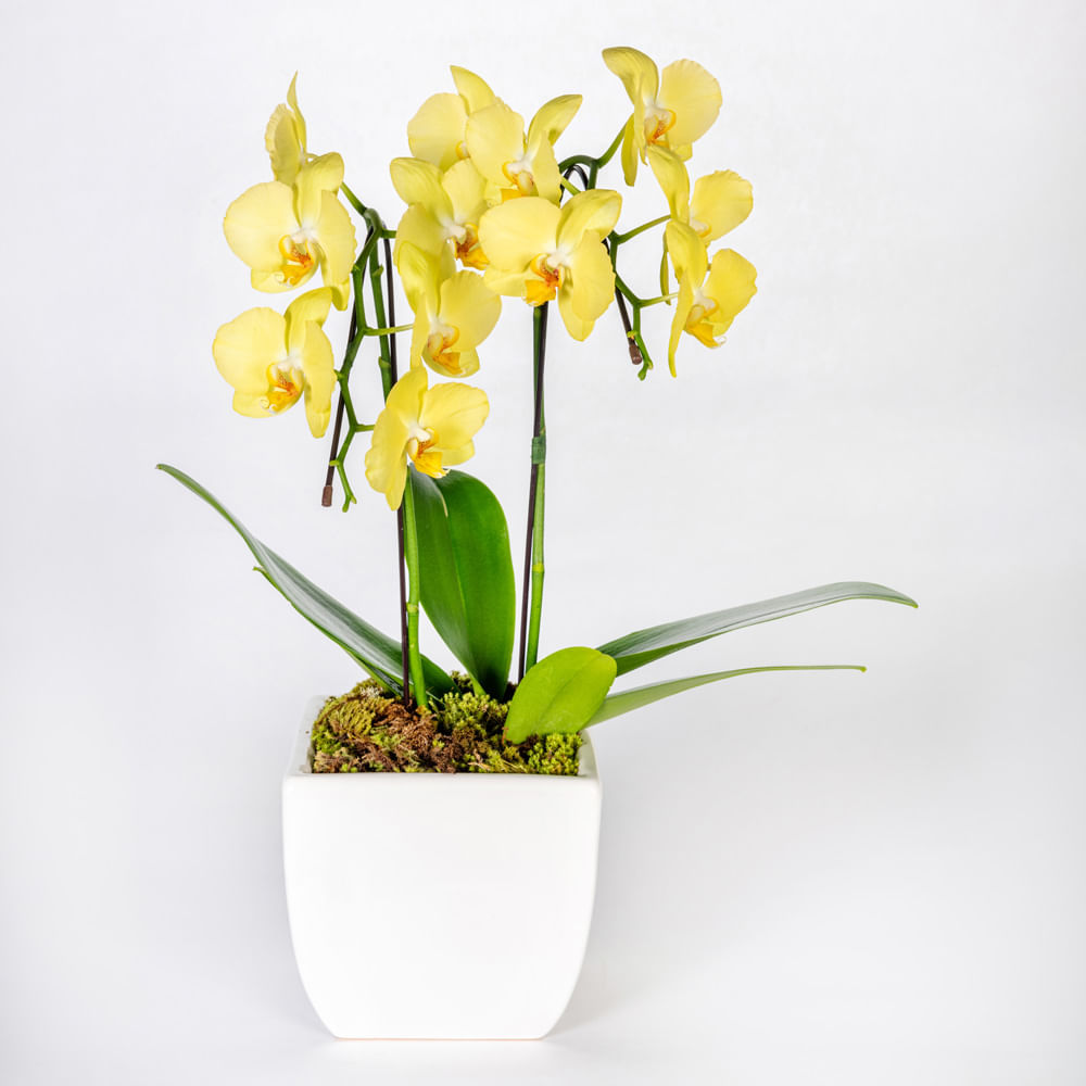 Arranjo com orquídeas amarelas em vaso cubo - tetecastanha