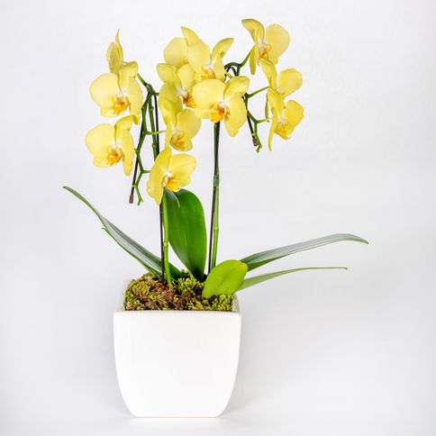 Arranjo-em-vaso-de-ceramica-com-orquideas-phalaenopsis-cascata--4-