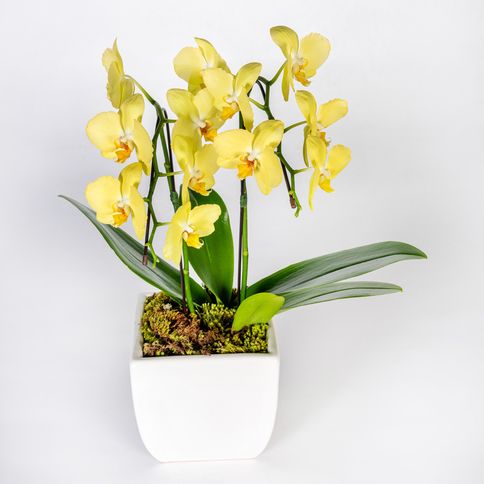 Orquídeas em Orquídeas Em vaso – tetecastanha