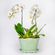 Arranjo-em-vaso-com-orquideas-phalaenopsis-cascata-brancas--2-