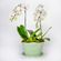Arranjo-em-vaso-com-orquideas-phalaenopsis-cascata-brancas--3-