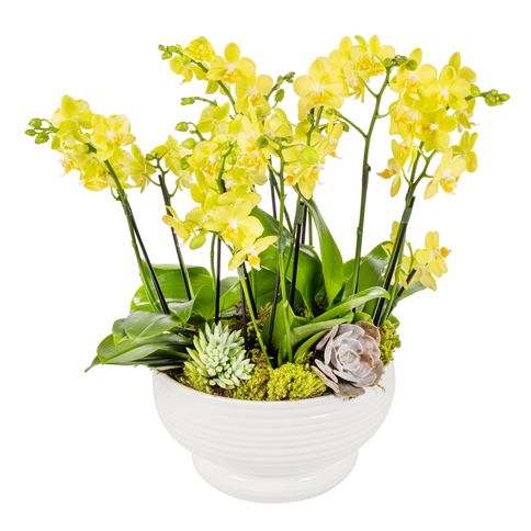 Mini Orquídeas em Dia das Mães – tetecastanha