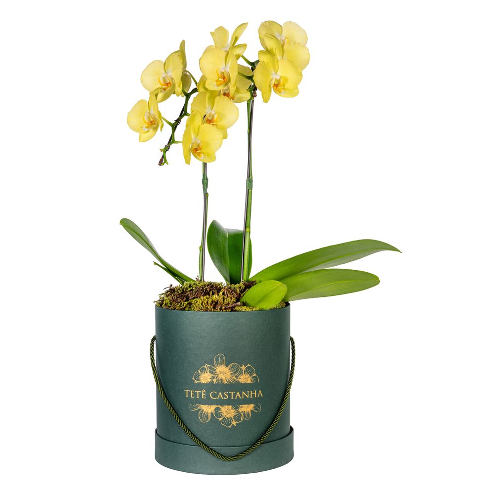 Arranjo em caixa com orquídeas phalaenopsis cascata amarelas - tetecastanha