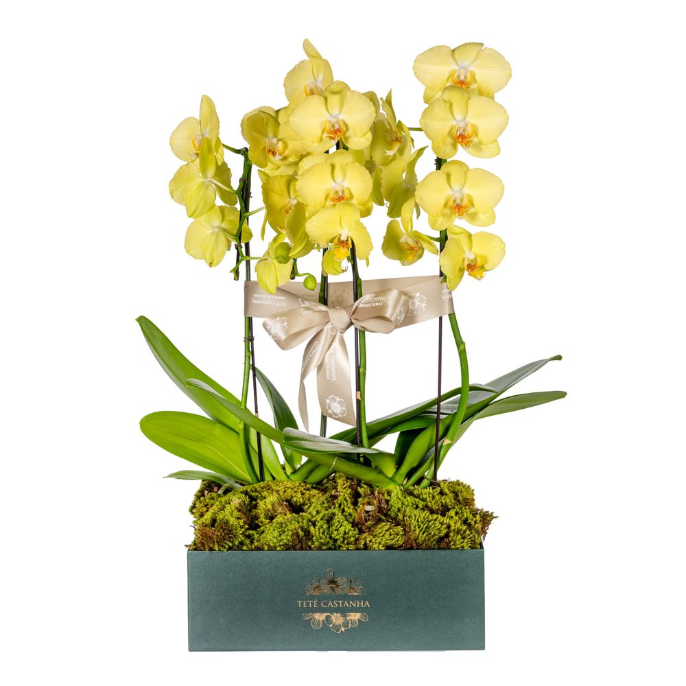 Arranjo em caixa com orquídeas phalaenopsis amarelas - tetecastanha