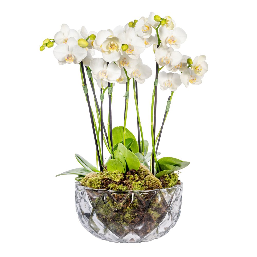 Mini Orquídea - Camden White - tetecastanha