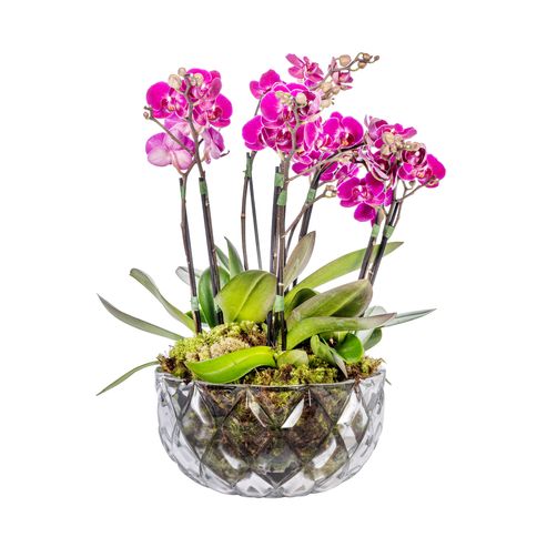 Mini Orquídea - Camden Pink - tetecastanha