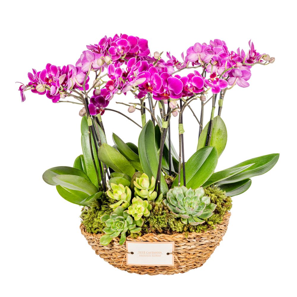 Mini Orquídea - Marylebone - tetecastanha