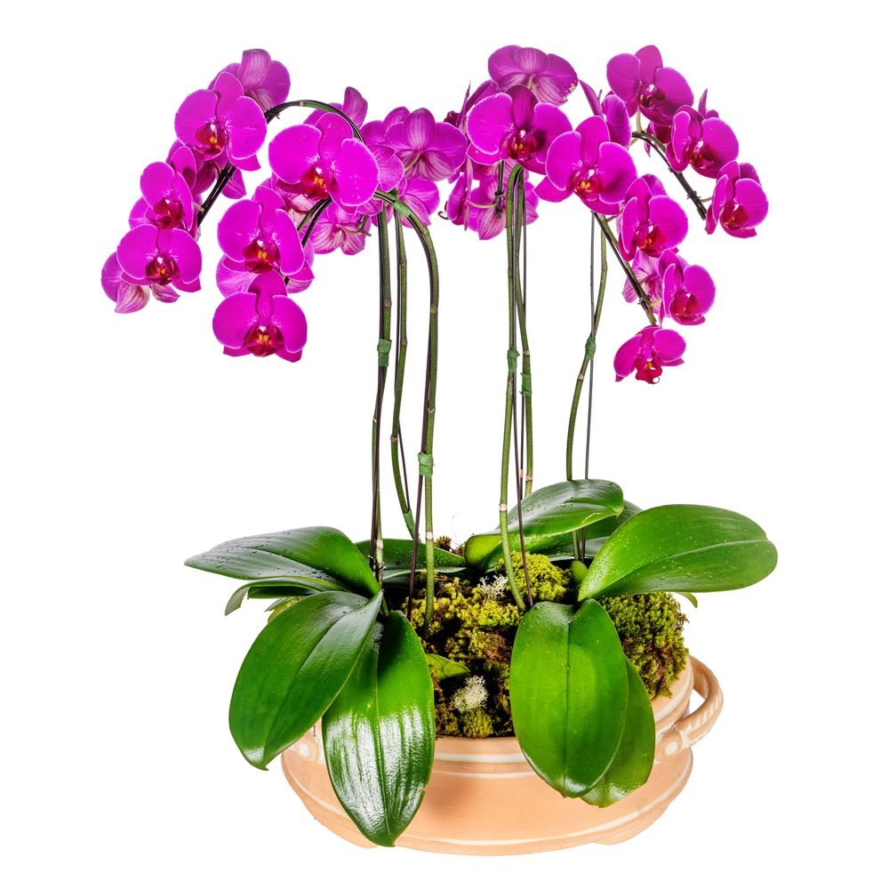 Arranjo em vaso de cerâmica terracota com orquídeas phalaenopsis cascata  pink - tetecastanha