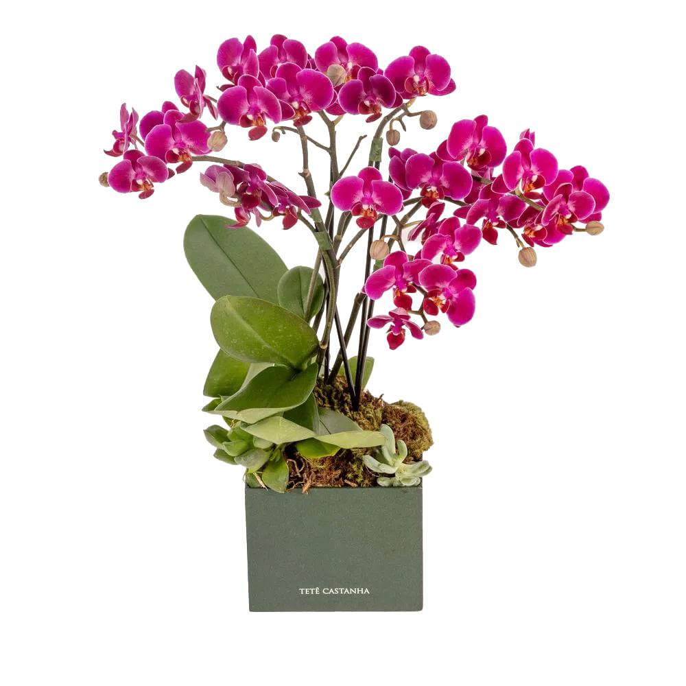 Arranjo com mini orquídea pink em caixa P - tetecastanha