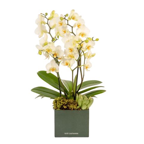 Arranjo com mini orquídea branca em caixa P - tetecastanha