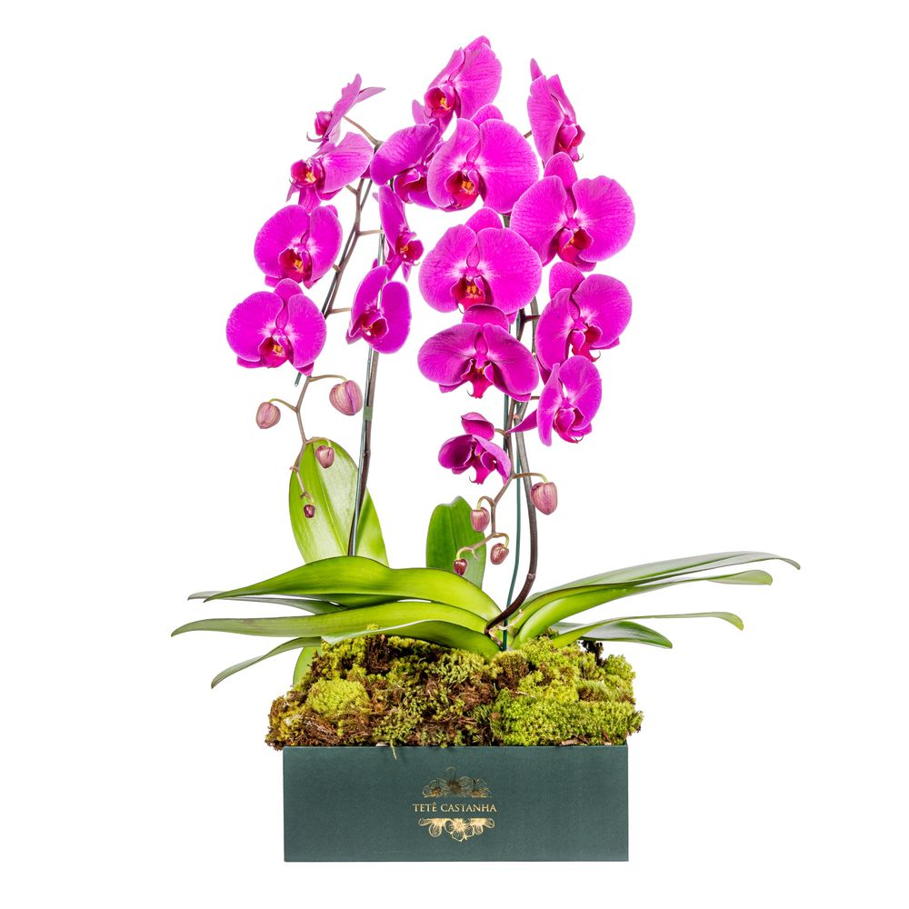 Orquídea - Magic Pink - tetecastanha